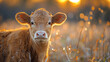 wildlife photography, authentic photo of a cow in natural habitat, taken with telephoto lenses, for relaxing animal wallpaper and more