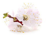 Fototapeta Koty - Spring flowers of apricot fruit trees.