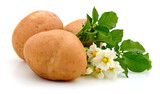 Fototapeta Koty - Potatoes with leaves and flowers.