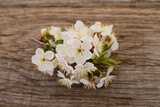 Fototapeta Koty - Cherry blossoms on a wood.