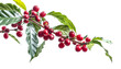 Red ripe coffee berries or cherries growing on small shrub bush twig with few leaves. Studio photo, transparent background. Generative AI