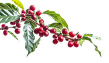 Fototapeta Na sufit - Red ripe coffee berries or cherries growing on small shrub bush twig with few leaves. Studio photo, transparent background. Generative AI