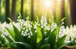 Lilies of the valley in the forest and the lights of a sun on the blurred background with circle bokeh. Spring banner with copy space
