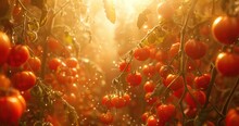 Tomatoes And Ripe Tomatoes Growing In The Field