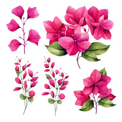 watercolor Blooming Pink Bougainvillea Flower branch isolated on white background,Watercolor bougainvillea. Pink tropical flower. illustration isolated on white.