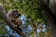 Gibbon eating Mango
