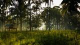Fototapeta Sawanna - sunset in the rain forest, working man in the coffee field
