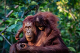 Fototapeta Sawanna - Orang Uran mother and son