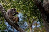 Fototapeta Sawanna - Gibbon eating Mango

