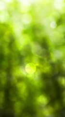 Wall Mural - abstract spring forest background with bright green bokeh light animation and real bokeh lights from green blurred tree leaves in sunshine, springtime nature scene outdoors with sunbeams 
