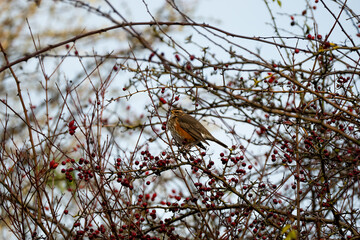 Wall Mural - redwing (Turdus iliacus) perched amongst winter branches