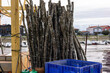 Des branches d'arbres utilisé pour faire des piquets dans l'eau, stocker sur un port à Arcachon