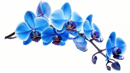 Poster - Generative AI : orchid branch with blue flowers isolated on white background