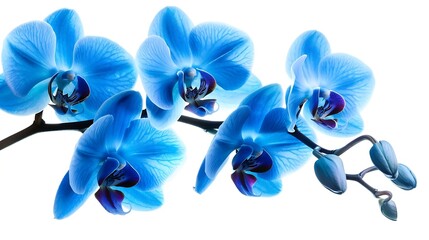 Poster - Generative AI : orchid branch with blue flowers isolated on white background