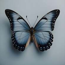 Butterfly On Grey Background