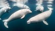 A Group Of Beluga Whales Socializing Near The Surf
