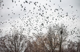 Fototapeta Kwiaty - A flock of birds flying in the sky. 