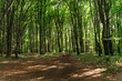 A person is walking through a forest with trees and leaves. The person is alone and the forest is very green