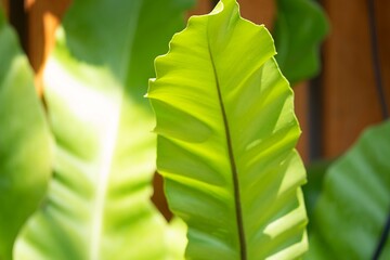 Wall Mural - A leafy green plant with a leafy green stem