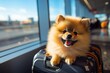 Adorable dog displaying eager anticipation for the airplane journey at the airport