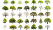 A collection of trees in various stages of growth, from young saplings to old