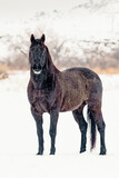 Fototapeta  - Wild Wyoming Mustang standing in a tree line in winter
