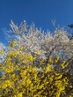Blauer Himmel und Frühlingsblüten