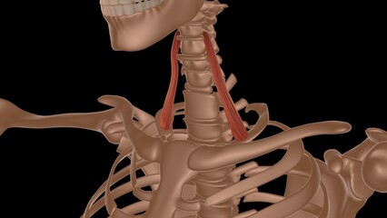 human female muscle anatomy for medical concept 3d rendering