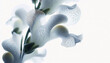 Snapdragon, petals close-up