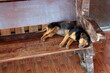 schlafender Hund auf einer bank