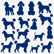 flat design poodle silhouette collection