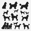 flat design poodle silhouette collection