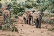 Herd of African bush elephants in Addo National Park, Gqeberha (Port Elizabeth) South Africa 