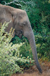 African bush elephant in Addo Elephant National Park, South Africa