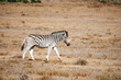 Burchell's zebra (Equus quagga burchellii) in Addo Elephant National Park, Gqeberha, South Africa 