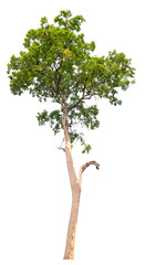 Poster - tree image dicut and removed original background, PNG transparent 