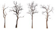 death tree PNG transparent background 