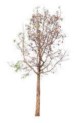 Poster - tree image dicut and removed original background, PNG transparent 