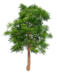 Poster - tree image dicut and removed original background, PNG transparent 