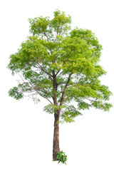 Poster - tree image dicut and removed original background, PNG transparent 