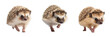 Collection of Hedgehogs isolated on transparent or white background