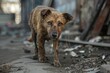 An injured stray dog limping through empty streets, its eyes telling a tale of survival against the odds