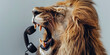 Portrait of angry lion growling into telephone receiver on a simple grey flat background, copy space. Creative concept of phone spam, anger, scammers annoying.