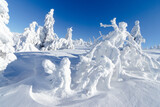 Fototapeta Fototapety na ścianę - Zimowa sceneria w Karkonoszach, zamarznięte drzewa, przy Szrenicy