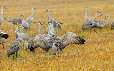 Poster - Sandhill cranes dancing during migration 