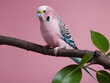 A cute little pink bird (Pink budgie) on  branch.
