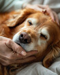 © noppadonseesuwan - 2. Close-up of hands on dog chest, hospital setting, focused intensity.