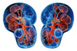 MRI and CT technology help create three-dimensional images of the kidneys. AI tools can help analyze these images to diagnose kidney disease, such as infection, lumps, or abnormal kidney function. Iso