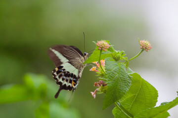 Wall Mural - Butterfly on Zinnia flower in garden, 