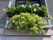Gray wooden planter with white dipladenias and variegated mini roses, bottom view